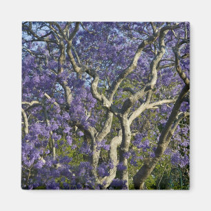 Aimant Arbres Jacaranda en fleurs dans le parc New Farm,