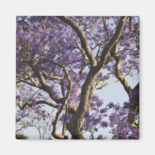 Aimant Arbres Jacaranda en fleurs dans le parc New Farm,