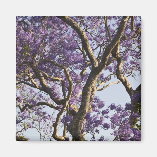 Aimant Arbres Jacaranda en fleurs dans le parc New Farm, (Devant)