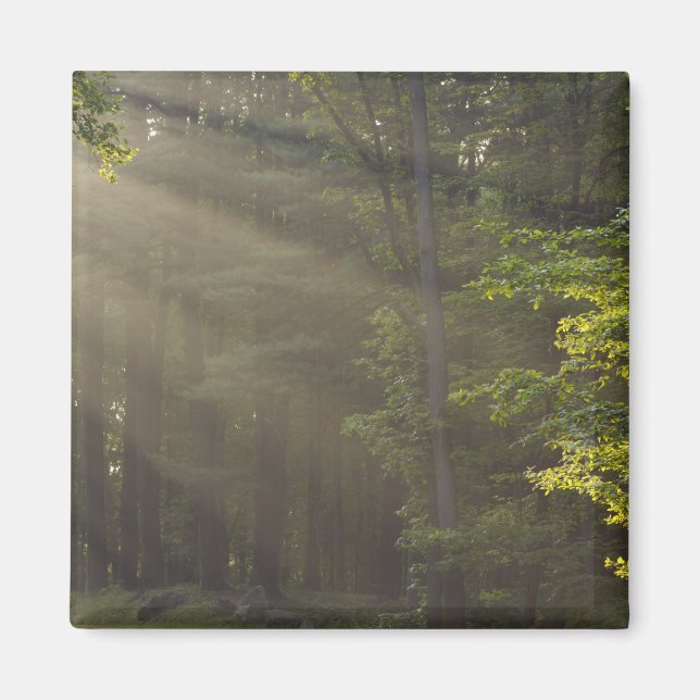 Aimant Arbres le long de 7 Lakes Drive, Harriman, NY (Devant)