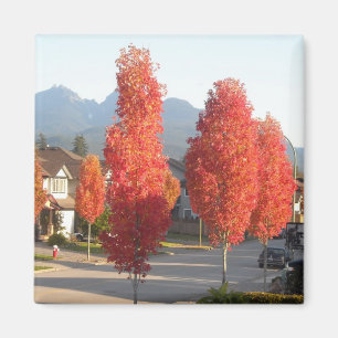 Aimant Arbres orange en automne