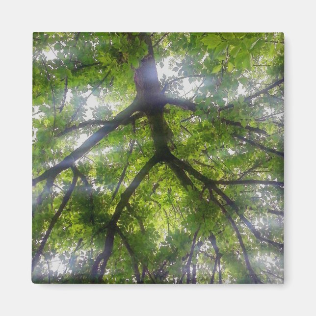 Aimant - Arbres Solaires (Ohio) (Devant)