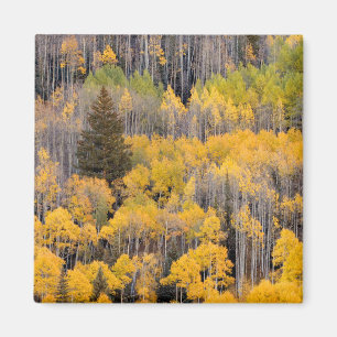Aimant Arbres trembles Forêt nationale de White River