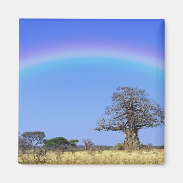 Aimant Arc-en-ciel et baobab africain, Adansonia (Devant)