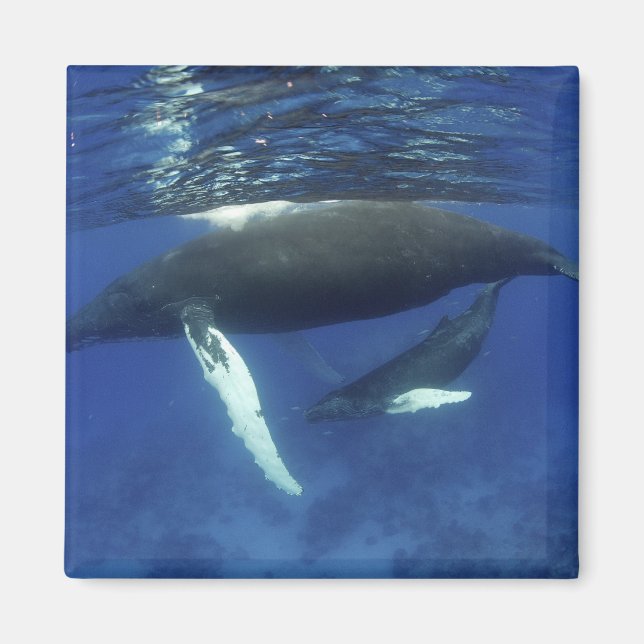 Aimant archipel des Caraïbes, Grande Antilles, (Devant)