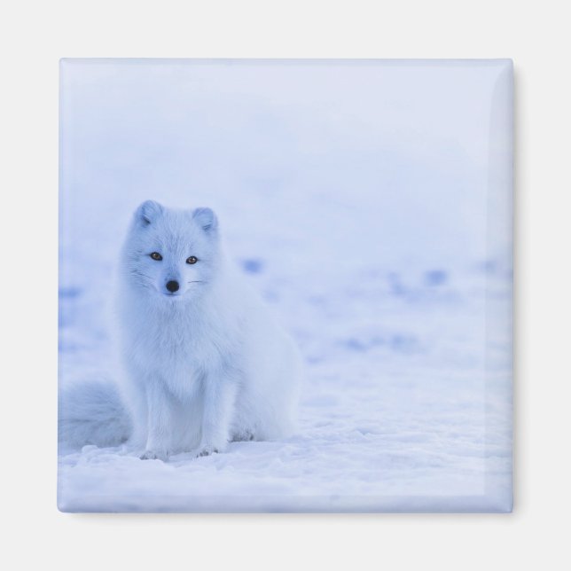 Aimant Arctic Fox, Islande photographie (Devant)