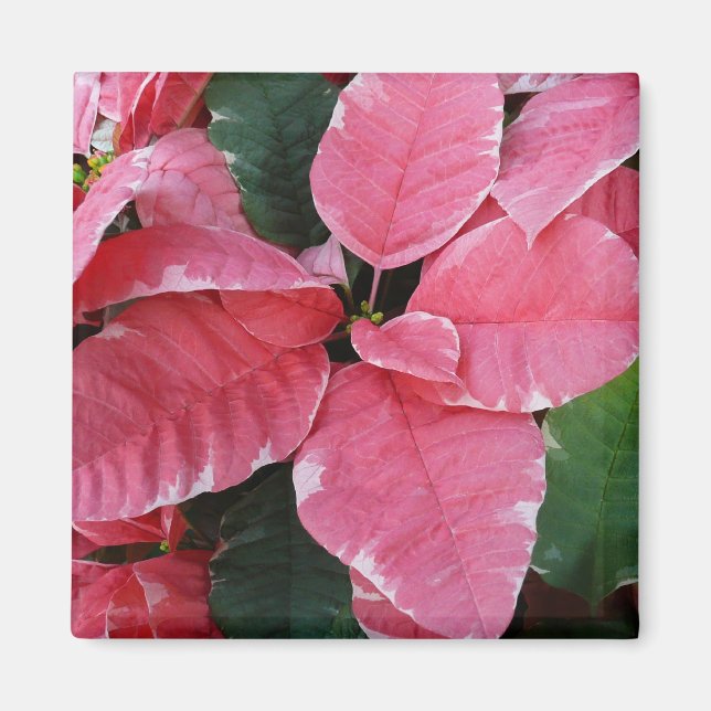 Aimant Argent Star Marbre Poinsettias Pink Holiday Floral (Devant)