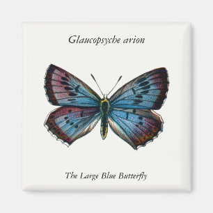 Aimant Arion glaucopsyche - Le Grand Papillon Bleu