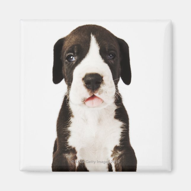 Aimant Arlequin grand chien Dane sur arrière - plan blanc (Devant)