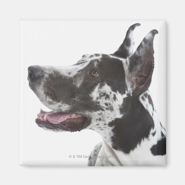 Aimant Arlequin Great Dane (Devant)