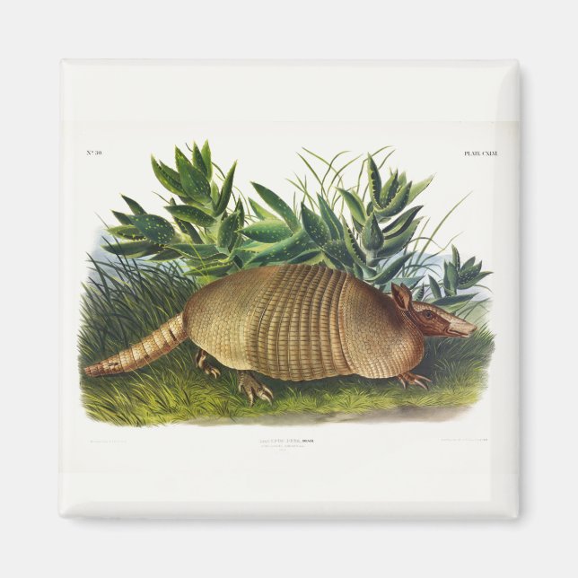 Aimant Armadillo à nez long, à neuf bandes, par Audubon (Devant)