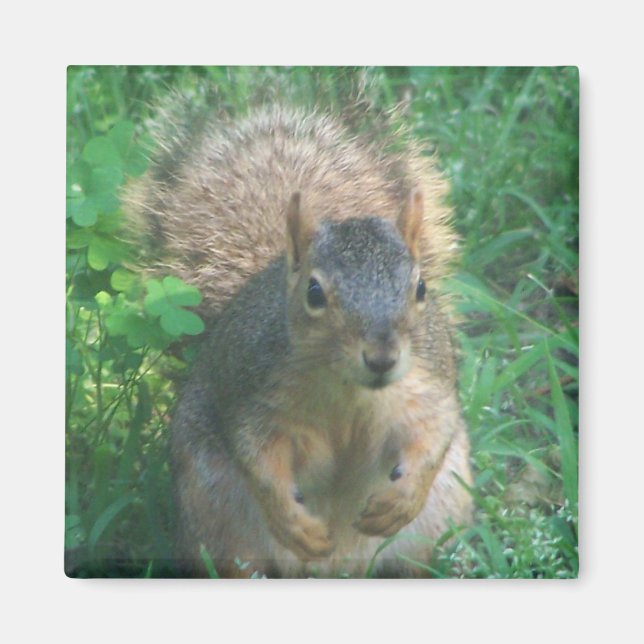 aimant arrière brouillard (Devant)