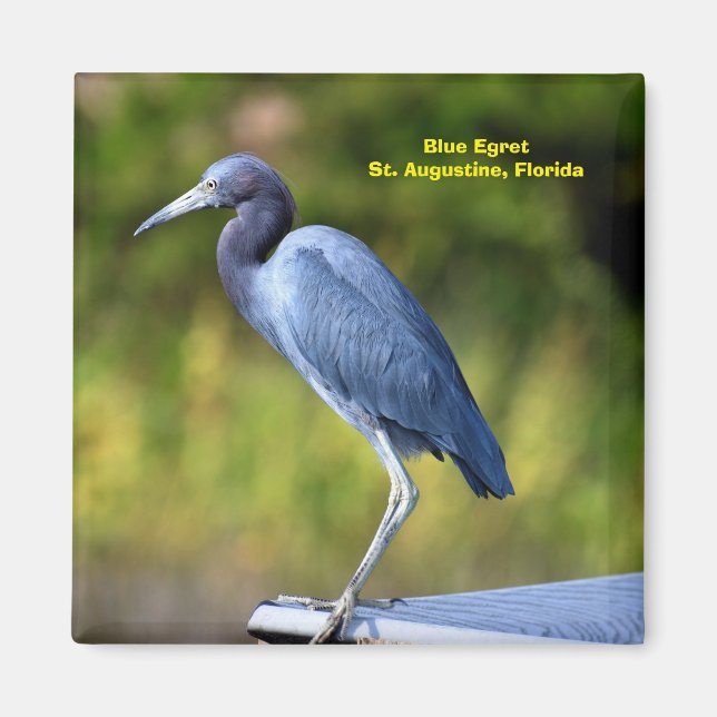 Aimant Arrière - plan Egret bleu (Devant)