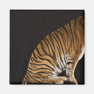 Aimant Arrière saison de tigre se reposant sur la