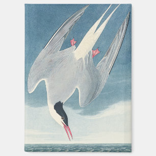 Aimant Art côtier vintage d'oiseau de mer Sterne arctique
