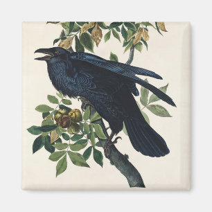 Aimant Art de la nature de l'oiseau corbeau vintage Audub
