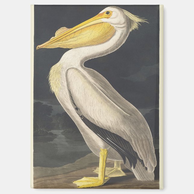 Aimant Art vintage d'Audubon représentant le Pélican blan (Recto)
