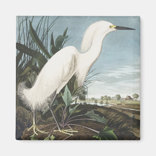 Aimant Art vintage d'Audubon représentant un héron neigeu (Devant)