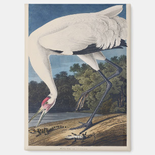 Aimant Art vintage d'Audubon sur la grue criarde et la na