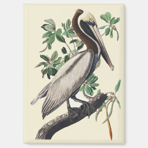 Aimant Art vintage d'Audubon sur le Pélican brun, oiseau