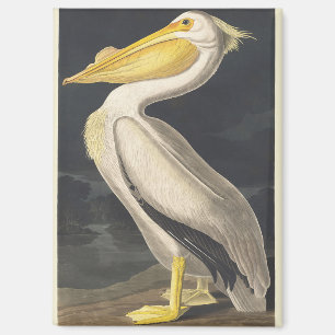 Aimant Art vintage de l'Américain Pélican Blanc d'Audubon
