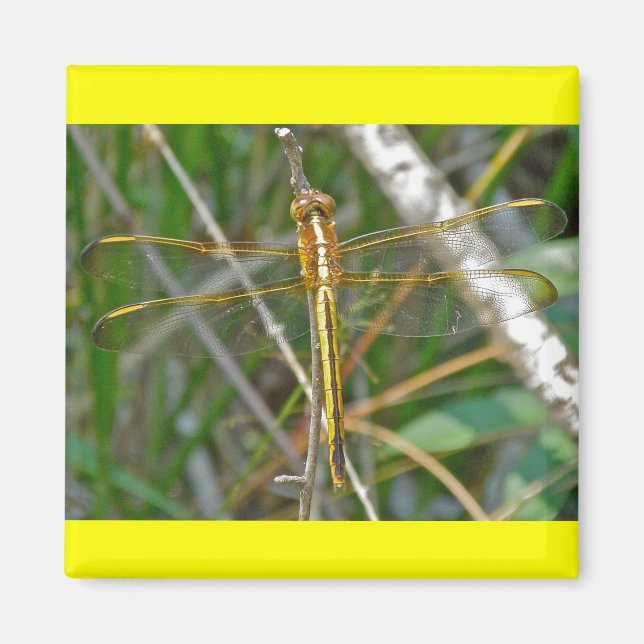 Aimant Articles sur la libellule Golden Meadowhawk (Sympe (Devant)