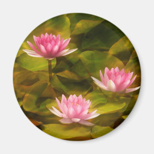 Aimant Artistic water lilies, Californie