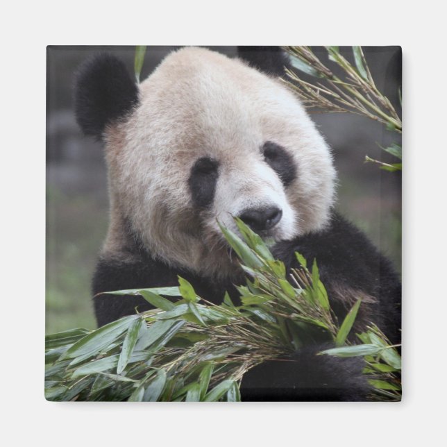 Aimant Asie, Chine Chongqing. Panda géant (Devant)