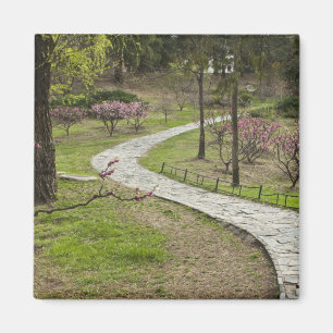 Aimant Asie, Chine, Pékin. Floraison printanière le long