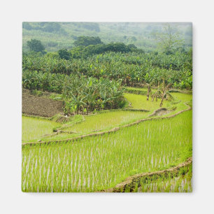 Aimant Asie, Chine, province du Yunnan, Honghe. Banane