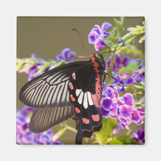 Aimant Asie du Sud-Est, Thaïlande, Doi Inthanon, Papilio (Devant)