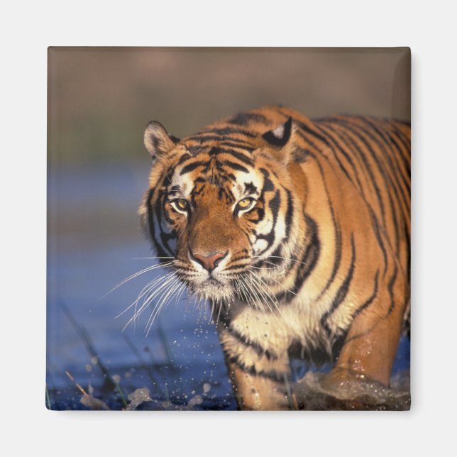 Aimant ASIE, Inde, Tigre du Bengale Panthera tigris) (Devant)