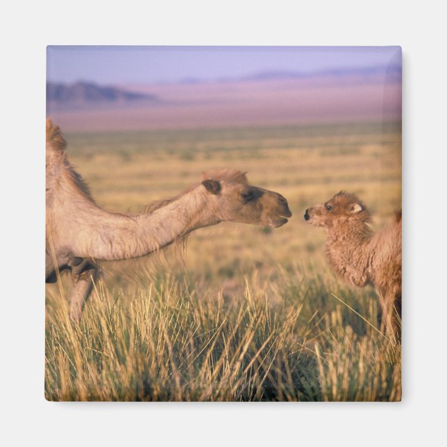 Aimant Asie, Mongolie, désert de Gobi, Grand Gobi (Devant)
