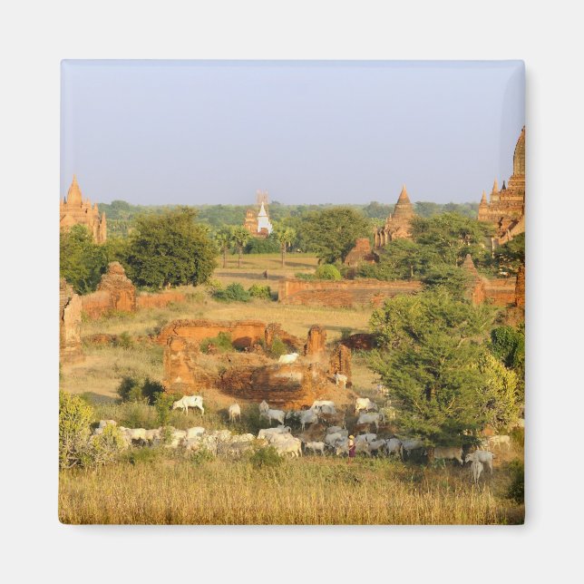 Aimant Asie, Myanmar (Birmanie), Bagan (Pagan). Vaches pa (Devant)