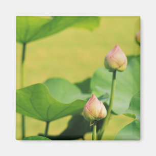 Aimant Asie, Thaïlande, Bangkok. Grand Palais, lotus