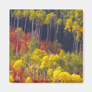 Aimant aspens colorés dans Logan Canyon Utah dans