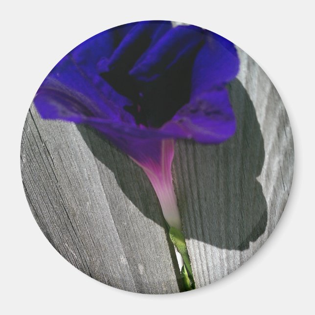 Aimant Assez Fleur de Volubilis Rose-Violet (Devant)
