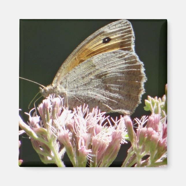 Aimant Assez gros papillon  (Devant)