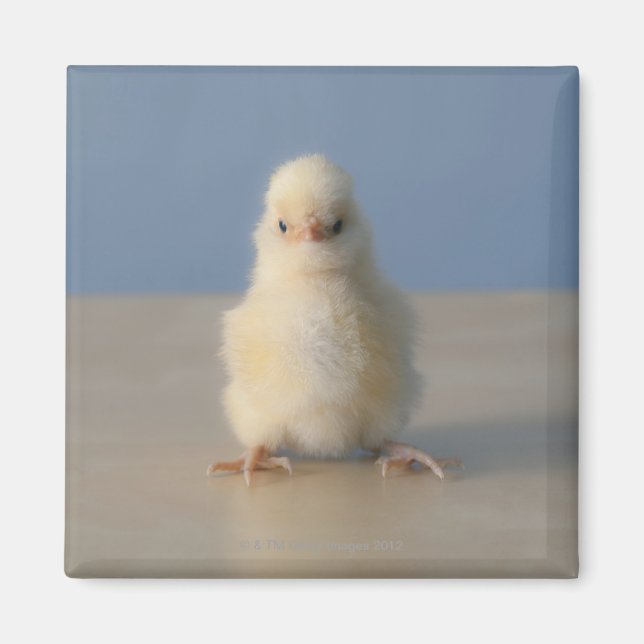 Aimant Assis bébé poulet jaune, 3 jours (Devant)