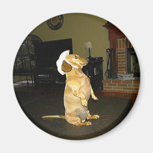 Aimant Assis jolie ou regarder la TV Dachshund