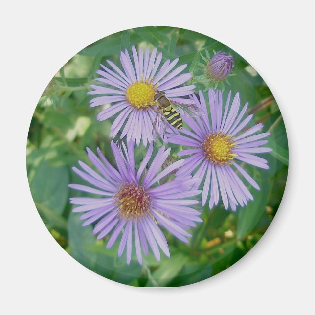 Aimant Asters pourpres avec Abeille mouche (Devant)