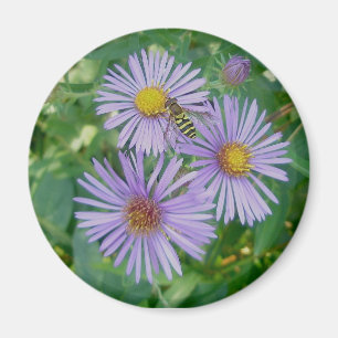 Aimant Asters pourpres avec l'aimant de mouche d'abeille