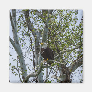 Aimant Attention aux aigles
