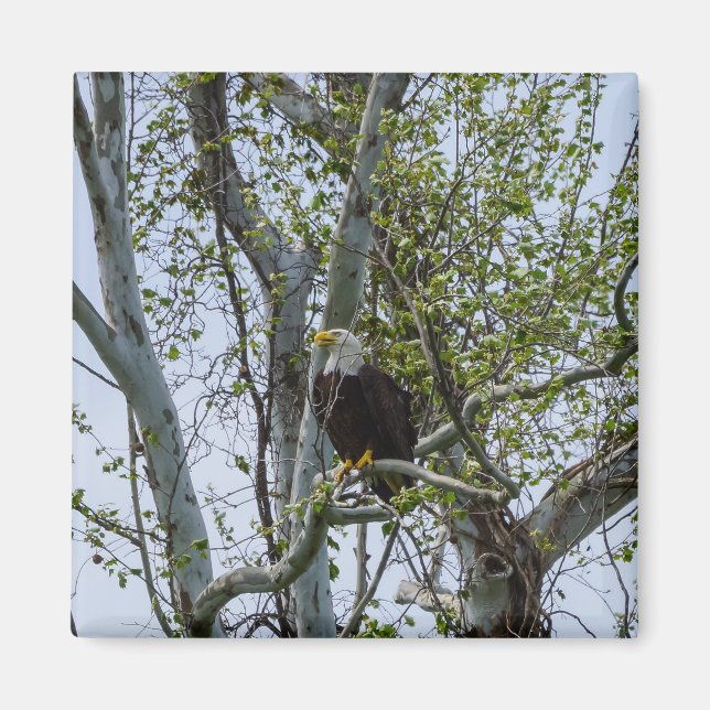 Aimant Attention aux aigles (Devant)