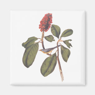 Aimant Audubon Bonaparte Flycatcher Songbird et Magnolia