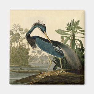 Aimant Audubon Héron de Louisiane Oiseaux Amérique Art