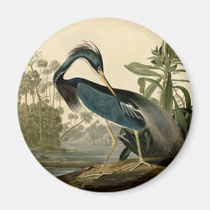Aimant Audubon Héron de Louisiane Oiseaux Amérique Art