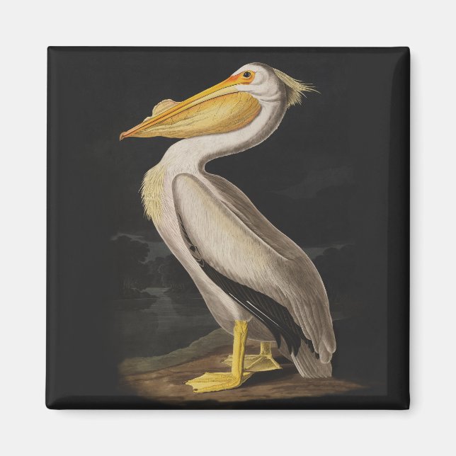 Aimant Audubon White Pelican Print (Devant)