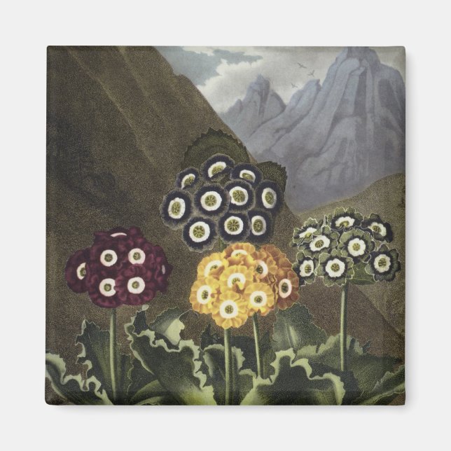 Aimant Auriculas du Dr John Robert Thornton (Devant)