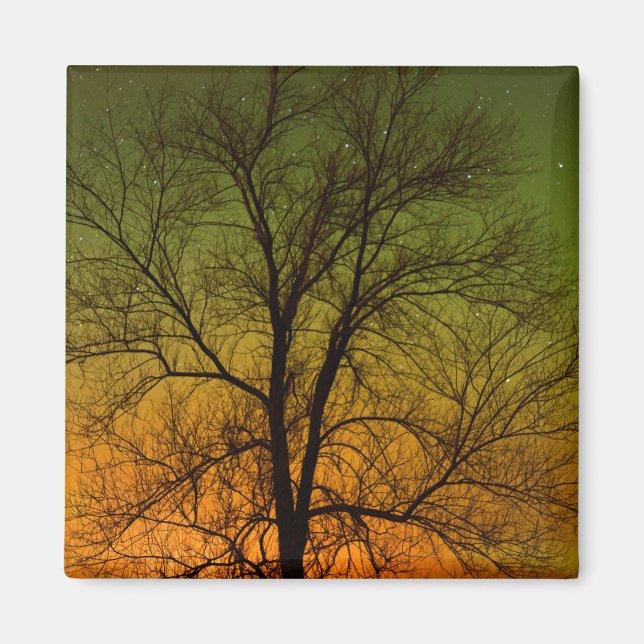 Aimant Aurora Borealis & Cottonwood Tree (Devant)